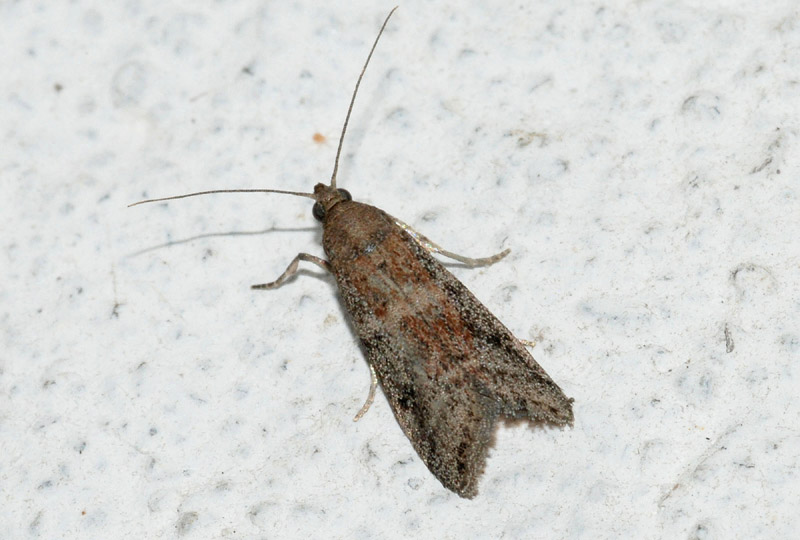 Ephestia unicolorella?